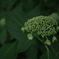 梅雨空、紫陽花のつぼみ