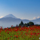 ポピーと富士山