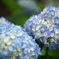 紫陽花の頃01