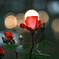薔薇