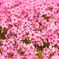 雨の芝桜