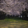 平滝沼公園の桜のトンネル