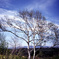 Tree2