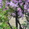 今年の開花は早すぎる？