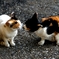 Ｋｉｓｓ