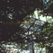 Pentax Super Takumar 55mm F1.8