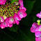 Rondo(輪舞)　IMGP4538zz