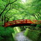 青もみじに映える鶯橋
