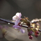 冬桜