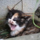 子猫