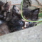子猫
