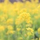 満開の菜の花