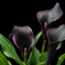 20201025-calla-lily-64-2