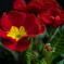 20210124-polyanthus-primrose-64