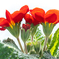 20210124-polyanthus-primrose-against-the