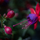 20210503-fuchsia-64-8