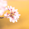 :〜     桜     〜: