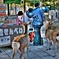 鹿HDR