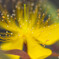 花⑦