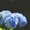 少しだけ時期が早かったけど、綺麗に咲いてる！