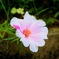 小さな花