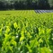奈良県内の茶畑