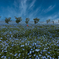 ＃＃シーサイドの花　ネモフィラ畑＃＃