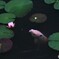 睡蓮に鯉して