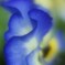 wave魅惑のｂｌue