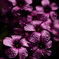 DSC00018_DxO