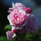 桃色の薔薇に話しかけ