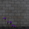 花　その183