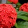 紅