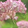 紫陽花咲く