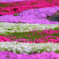 私の大好きな芝桜