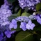 紫陽花