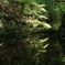 水面の景色