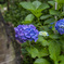 天津神明宮　紫陽花３
