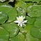 lotus-3741401