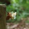 cicada-3741395