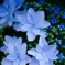 紫陽花