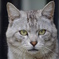おとこねこ