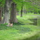 Dog in forest