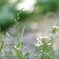 field flowers