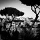 pine tree_roma