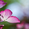 紫陽花をどう撮るか