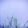 weed and sky