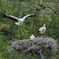 コウノトリ巣立ち間近？　①
