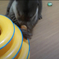おもちゃの宝石で遊ぶカワウソ