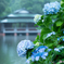 涼亭と紫陽花